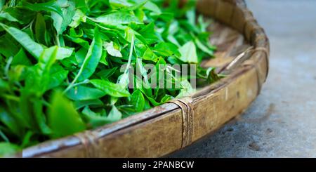 Grüne Teeblätter trocknen in einem Korb aus Korb Stockfoto