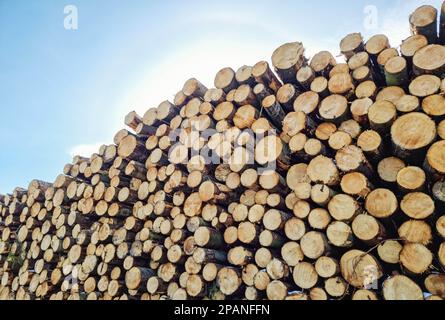 Bilder von Haufen von Fällen Bäumen, in einem Holzstapel. Kieferhölzer, die sich in geschlagenem Wald, schottischen Grenzen, Südschottland stapeln. Bildnachweis: phil wilkinson/Alamy Live News Stockfoto