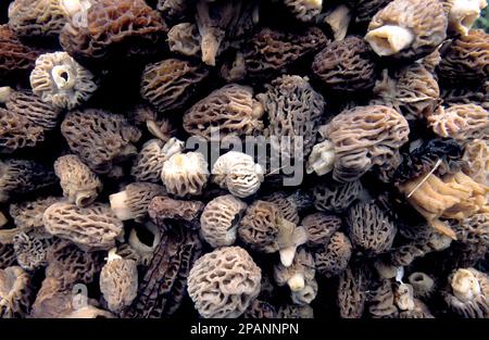 Morelpilze (Morchella esculenta), die im Payette National Forest bei McCall Idaho geerntet wurden Stockfoto