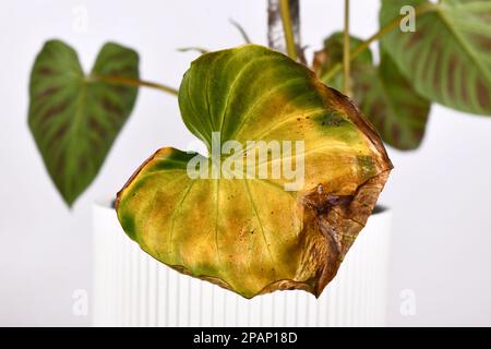 Krankes, gelbes, verwelktes Philodendron-Hauspflanzenblatt Stockfoto