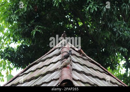 Foto von mehreren Tauben auf dem Dach mit einem Baumhintergrund. Tierfoto-Konzept. Stockfoto