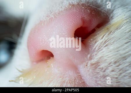 Nahaufnahme einer Katzennase mit Schleim Stockfoto