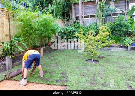 Ein Mann aus Sydney, Australien, legt Sir Walter Saphir-Büffelrasen für einen neuen Rasen im hinteren Garten, Sydney, NSW, Australien Stockfoto