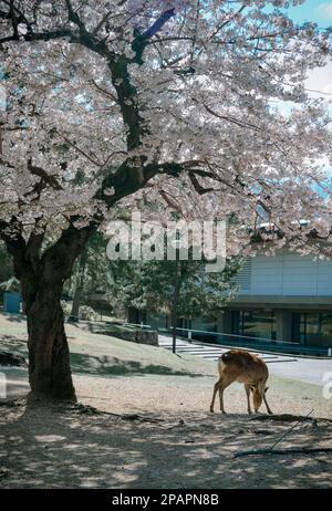 Wildhirsche im Nara Park (Japan) während der Kirschblütensaison. Stockfoto