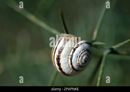 Foto der weißen Gartenschnecke Theba pisana Stockfoto