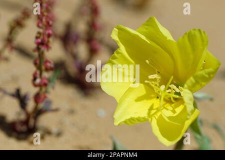 Foto der Uferblüte Oenothera drummondii am Abend Stockfoto