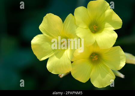 Foto von bermuda Buttercup Oxalis pes-caprae-Blüten Stockfoto