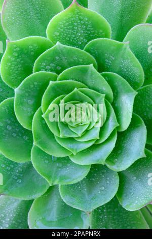 Foto eines mit Wassertröpfchen bedeckten Aeonium-(Lotus-)Kaktus Stockfoto
