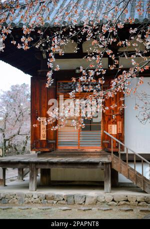 Nara, Japan – 11. April 2019. Kirschblüten im Todaiji-Tempel in Nara, Japan. Stockfoto