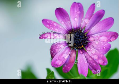 Foto der violetten Blume Cape Marguerite Dimorphotheca ecklonis, die mit Wassertropfen bedeckt ist Stockfoto