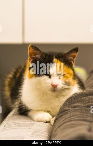 Calico-Katze schläft auf dem Sofa Stockfoto