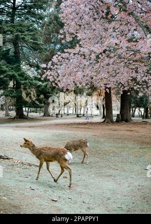 Wildhirsche im Nara Park (Japan) während der Kirschblütensaison. Stockfoto