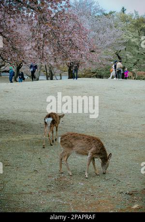 Nara, Japan – 11. April 2019. Wildhirsche im Nara Park (Japan) während der Kirschblütensaison. Stockfoto