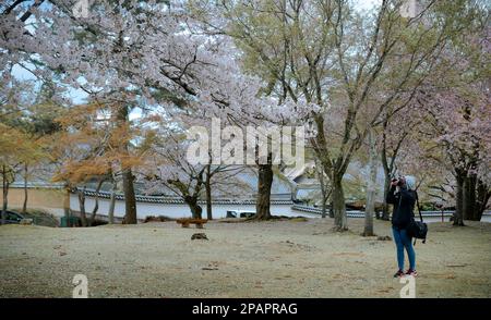 Nara, Japan – 11. April 2019. Ein Tourist, der die Kirschblütenlandschaft (Hanami) im Nara Park, Japan, genießt. Stockfoto