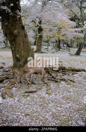 Nara, Japan – 11. April 2019. Wildhirsche im Nara Park (Japan) während der Kirschblütensaison. Stockfoto