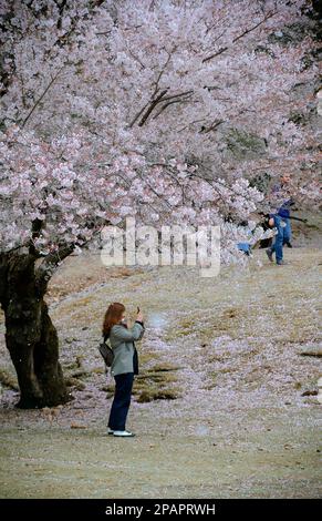 Nara, Japan – 11. April 2019. Ein Tourist, der die Kirschblütenlandschaft (Hanami) im Nara Park, Japan, genießt. Stockfoto