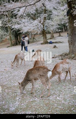 Nara, Japan – 11. April 2019. Wildhirsche im Nara Park (Japan) während der Kirschblütensaison. Stockfoto