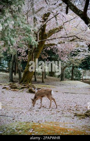 Wildhirsche im Nara Park (Japan) während der Kirschblütensaison. Stockfoto