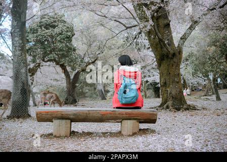 Nara, Japan – 11. April 2019. Eine Frau genießt Kirschblüte im Nara Park, Japan. Stockfoto