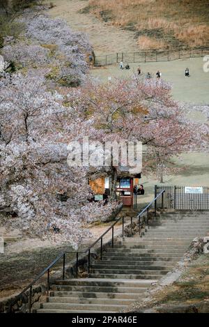 Nara, Japan – 11. April 2019. Kirschblütenlandschaft (Hanami) im Nara Park, Japan. Nara Park liegt neben dem berühmten historischen und kulturellen Erbe si Stockfoto