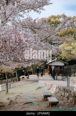 Nara, Japan – 11. April 2019. Im Nara Park, Japan, genießen die Menschen Kirschblüten (Hanami). Nara Park liegt neben dem berühmten historischen und kulturellen Erbe Stockfoto