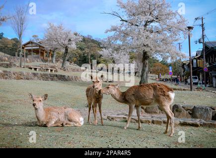 Nara, Japan – 11. April 2019. Wildhirsche im Nara Park (Japan) während der Kirschblütensaison. Stockfoto