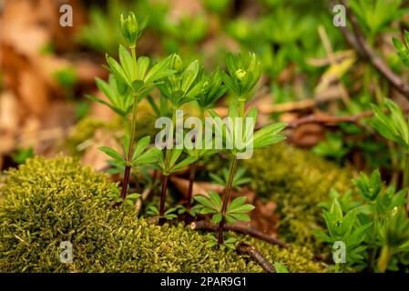 Gruppe junger süßer Holzfällerpflanzen (Galium odoratum), die inmitten von Moos und Herbstlaub auf einem Waldboden in Deutschland wachsen Stockfoto