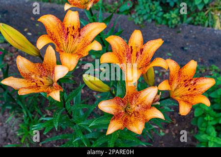 Nahaufnahme von Tigerlienblüten im Garten. Draufsicht. Stockfoto