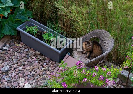 Eine große Katze, die auf einem Korbstuhl im Garten sitzt. Draufsicht. Stockfoto