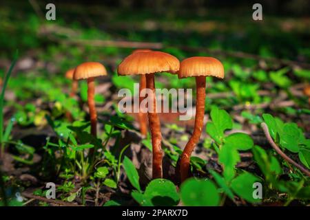 Zur Nahaufnahme von Xeromphalina campanella-Pilzen Stockfoto