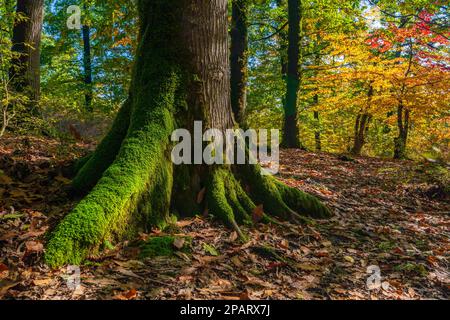 Jahrhunderte alte Bäume in einem farbenfrohen Herbstwald bedeckt mit Moos Stockfoto