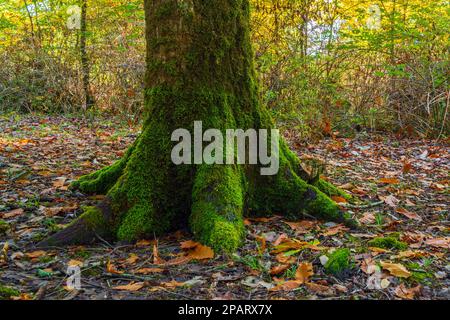 Jahrhunderte alte Bäume in einem farbenfrohen Herbstwald bedeckt mit Moos Stockfoto