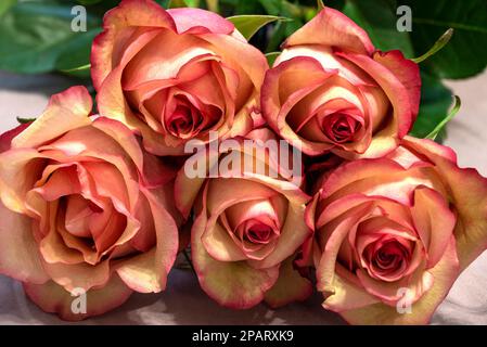 Blumenstrauß von Rosen aus nächster Nähe Stockfoto