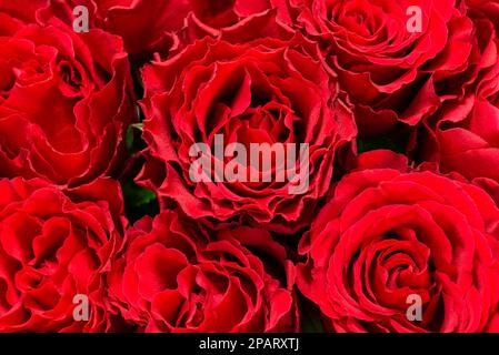 Rote Rosen close-up Stockfoto