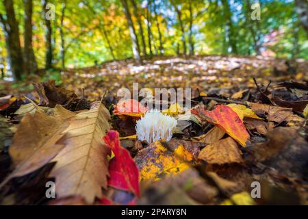 Weißer Korallenpilz Ramariopsis kunzei im Herbstwald Stockfoto