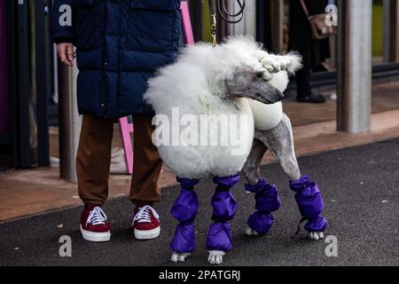 Birmingham, Großbritannien. 12. März 2023 Am letzten Tag des Crufts 2023 trifft im NEC in Birmingham UK ein Standard Poodle ein. ©Jon Freeman/Alamy Live News Stockfoto