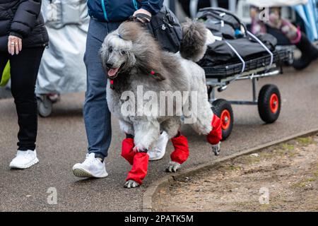 Birmingham, Großbritannien. 12. März 2023 Am letzten Tag des Crufts 2023 trifft im NEC in Birmingham UK ein Standard Poodle ein. ©Jon Freeman/Alamy Live News Stockfoto