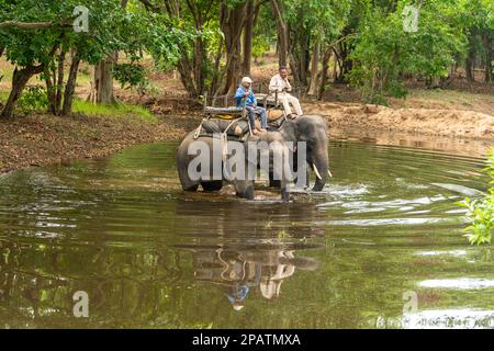 bandhavgarh-Nationalpark, madhya pradesh, indien - 7. juni 2021 : zwei Mahuts oder Waldwächter auf ausgebildeten Elefantenpaaren im Wasserteich patrouillieren Stockfoto