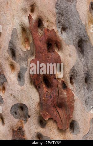 Rinde eines gefleckten Kaugummis (Corymbia maculata) mit Flecken, die durch die unregelmäßige Freisetzung der Rinde während des Ausscheidens verursacht werden. Bundaberg, Australien.vert Stockfoto