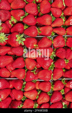 Reife Erdbeeren in Verkaufsschalen auf einem Markt. Stockfoto