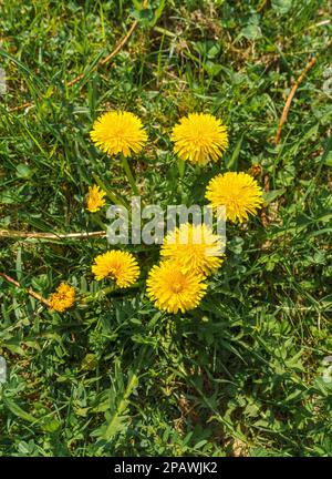 Blühende Elandelion-Pflanzen im Frühling auf dem Median einer Waldstraße Stockfoto
