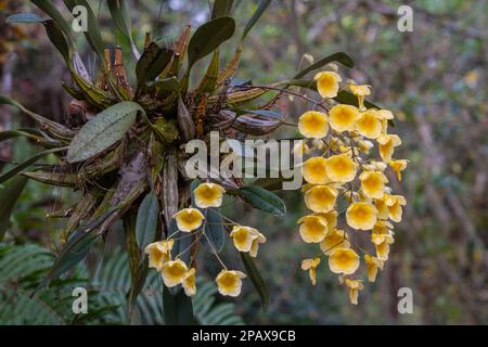 Blick auf die zarten gelben epiphytischen Orchideenarten Dendrobium lindleyi oder Lindleys Dendrobium-Blumen, die im Frühling auf natürlichem Outdoor-Hintergrund blühen Stockfoto