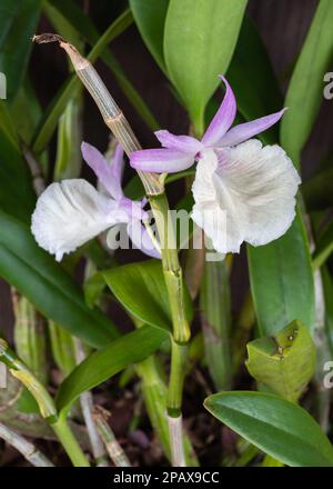 Nahaufnahme der lila rosa und cremeweißen Blume der epiphytischen Orchideenart dendrobium primulinum alias primrose dendrobium auf dunklem Hintergrund Stockfoto