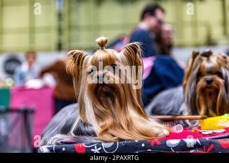 Birmingham, Großbritannien. 12. März 2023 Ein Yorkshire Terrier am letzten Tag von Crufts 2023 beim NEC in Birmingham UK. ©Jon Freeman/Alamy Live News Stockfoto