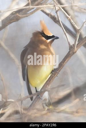 Ein einsamer Cedar Waxwing hockte in einem kanadischen Winter auf einem Ast Stockfoto