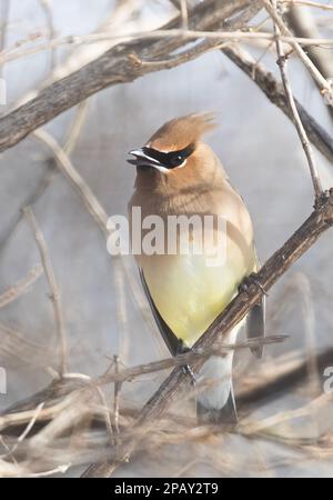 Ein einsamer Cedar Waxwing hockte in einem kanadischen Winter auf einem Ast Stockfoto