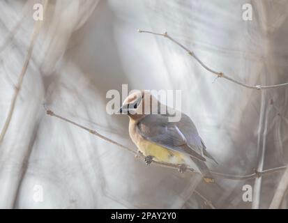 Ein einsamer Cedar Waxwing hockte in einem kanadischen Winter auf einem Ast Stockfoto