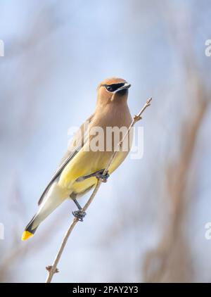 Ein einsamer Cedar Waxwing hockte in einem kanadischen Winter auf einem Ast Stockfoto