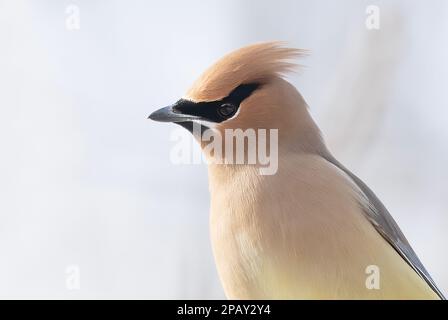 Ein einsamer Cedar Waxwing hockte in einem kanadischen Winter auf einem Ast Stockfoto