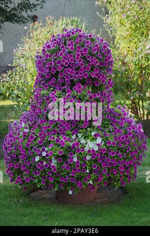 Magische Glocken, Mini-Petunien, Millionenglocken oder calibrachoa Stockfoto